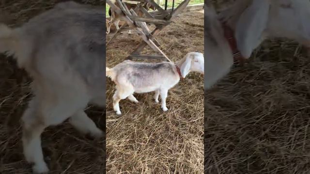 разговорное видео про коз смотреть онлайн