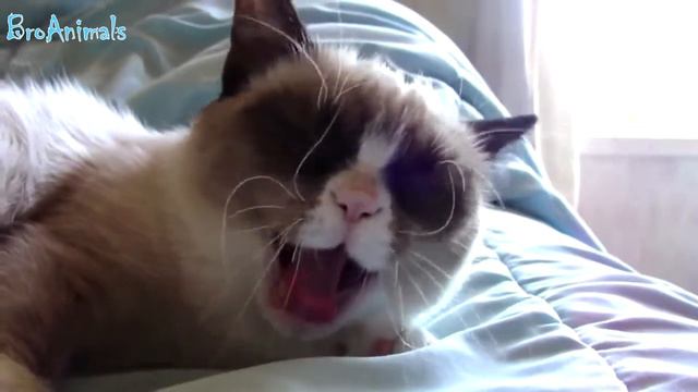 ПРИКОЛЫ С ЖИВОТНЫМИ | FUN WITH ANIMALS #74 смотреть онлайн