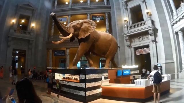 Washington DC - National Museum of Natural History - Helpful Travel Info | DC Travel Guide - Ep#12 смотреть онлайн