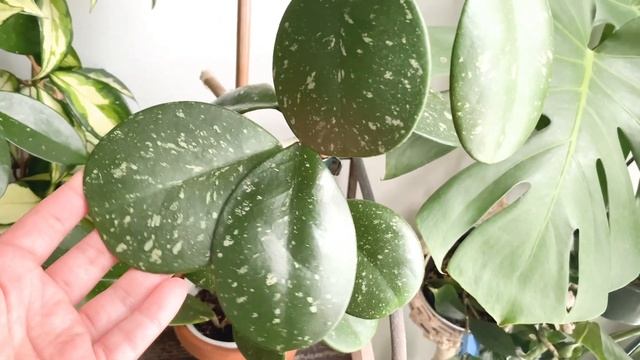 Hoya With Beautiful Foliage/Hoya Care/Hoya Wildbur Graves, Fishtail, Macrophylla Variegata and More смотреть онлайн