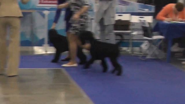 Schnauzer Black Dog Show  