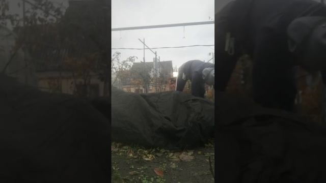 Ежевика не колючая. как укрывать в зиму. смотреть онлайн