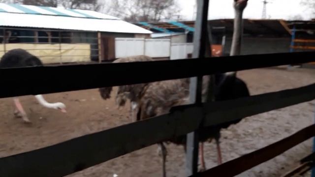 Страусиная ферма !!! Едем смотреть страусов Ostrich Farm