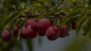 СЛИВЫ гниют прямо на дереве: причины и способы решения