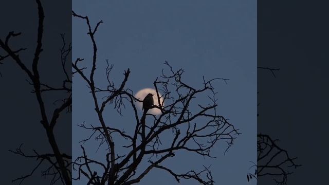 wild bird songbird singing on the background of the moon смотреть онлайн