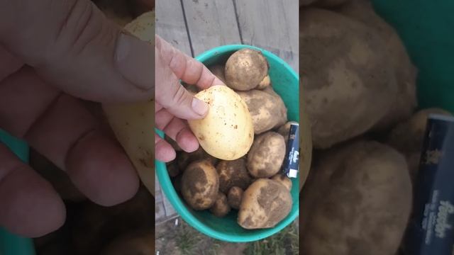 ДЕТАЛЬНО О КЛУБНЯХ СОРТА КАРТОФЕЛЯ 