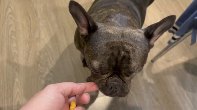 затариваю МАСЯМБУ на 20 дней // рацион французской бульдожки оценил МИТЯ