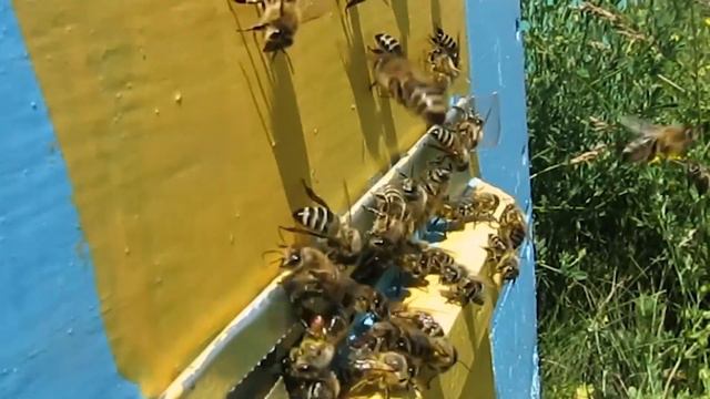 Beekeeping Kyrgyzstan 🇰🇬🌏🐝🍯 Пчеловодство Кыргызстан