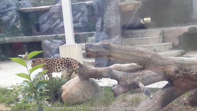 Московский зоопарк. 01.06. 2023 смотреть онлайн