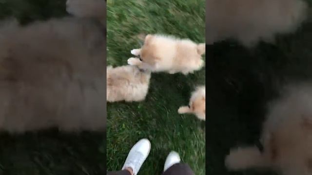 Шпиц мишка мальчик крем соболь и еще 2 шпица) смотреть онлайн