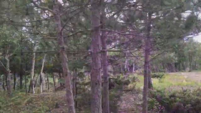 ВЛОГ | МОРЕ ЧЕБРЕЦА | собираю ТРАВЫ | КАНАДА