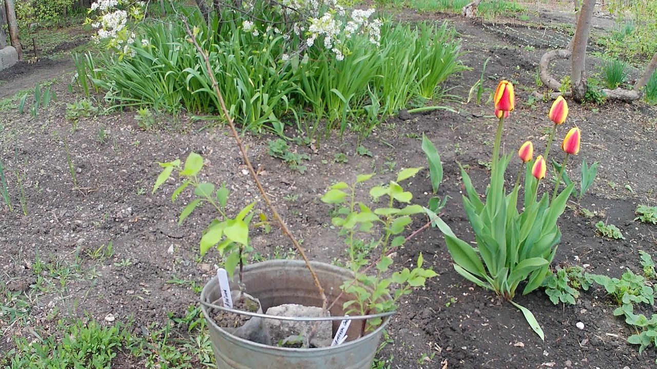 Где купить морозостойкие абрикосы и орехи в Челябинске. Абрикосы Лель, Алеша и Чемпион Севера смотреть онлайн