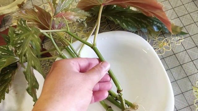 Возрождение бегонии Софи Сесиль☺️Кто же ты, Софи? смотреть онлайн