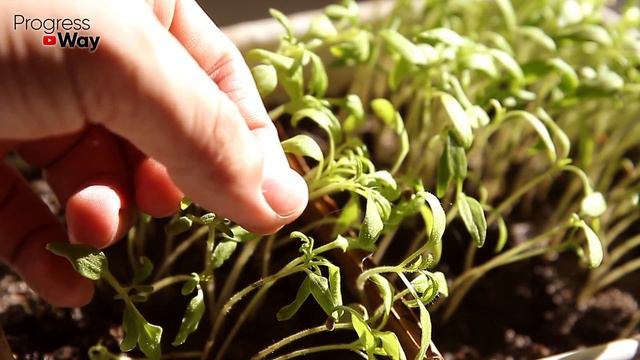 Любая Рассада Становится Толстой и Коренастой! Самое Лучшее Удобрение После Всходов и Пикировки! смотреть онлайн