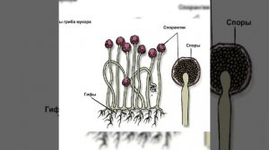 ТРИХОДЕРМА ПОД МИКРОСКОПОМ, СРАВНЕНИЕ С ПЕНИЦИЛОМ, КАК ТОЧНО ОПРЕДЕЛИТЬ ТРИХОДЕРМУ, ПРИЗЕНТАЦИЯ