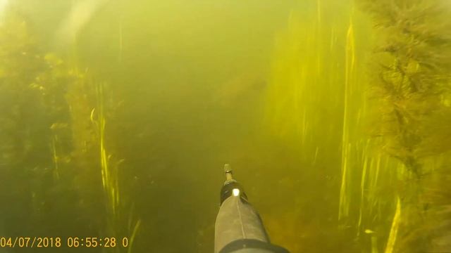 Подводная охота. Красивый выход крупных карасей! Лето 2018 смотреть онлайн