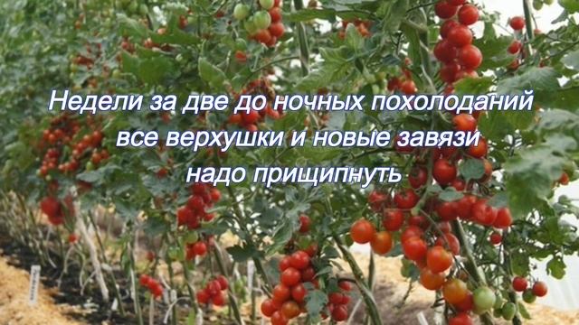 Помидоры. Какие сорта выбираем смотреть онлайн