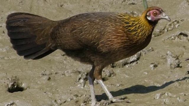 tiếng gà mái rừng mới nhất. Suab poj qaib seev zoo heev dib tuaj zoo 2022 เสียงไก่ป่าตัวเมียร้องดี смотреть онлайн