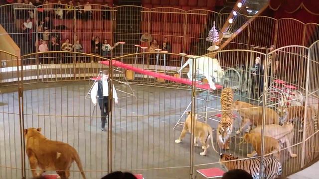 Цирк, Империя Львиц, Луганск.