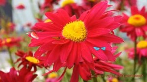 Пиретрум обыкновенный Робинсон Ред ? Робинсон Ред обзор: как сажать, саженцы пиретрума Робинсон Ред