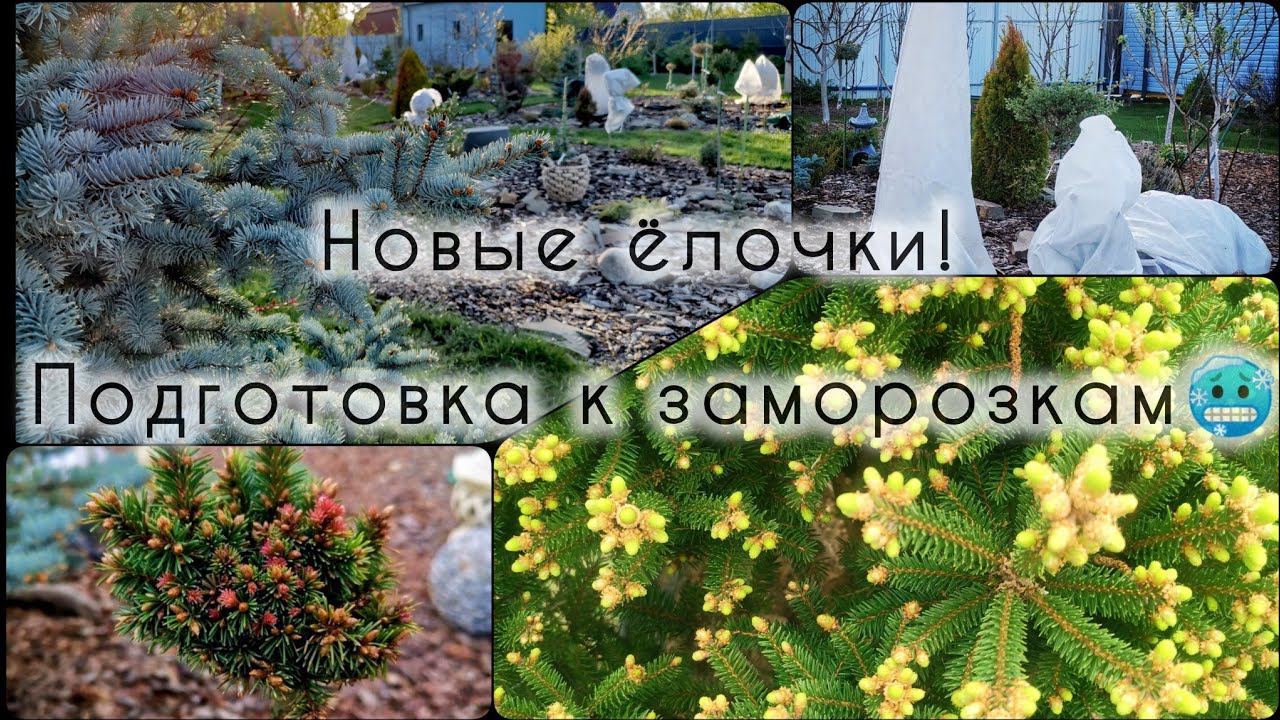 Новые ёлочки! Подготовка к заморозкам Ночью - 3! Садик маленькой Мечтательницы 3 мая 2024 смотреть онлайн