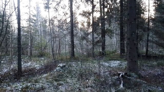 Утром в лесу. ч.2. Ноябрь 2023 смотреть онлайн