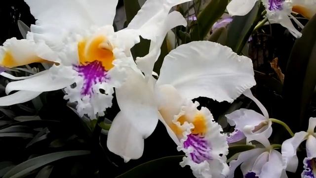 Cattleya maxima y Cattleya mossiae смотреть онлайн