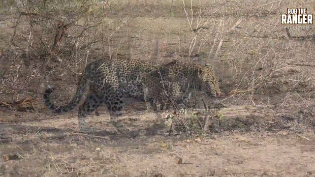 Leopard Family, Part 35 смотреть онлайн