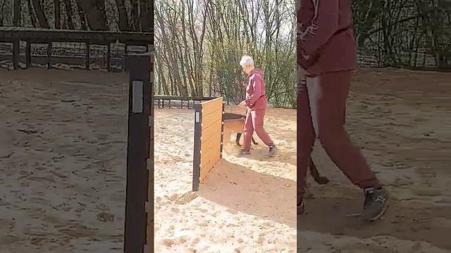 Вилл и Спарта🐕🐕 активные и ласковые собачки😽 Ищут любящую семью смотреть онлайн