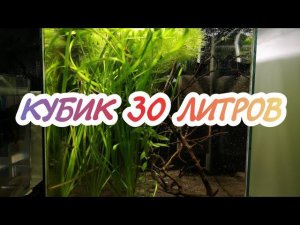 АКВАРИУМ КУБИК. КОРИДОРАС ПИГМЕЙ.