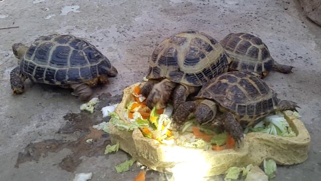 Среднеазиатская черепаха (Testudo horsfieldii) смотреть онлайн