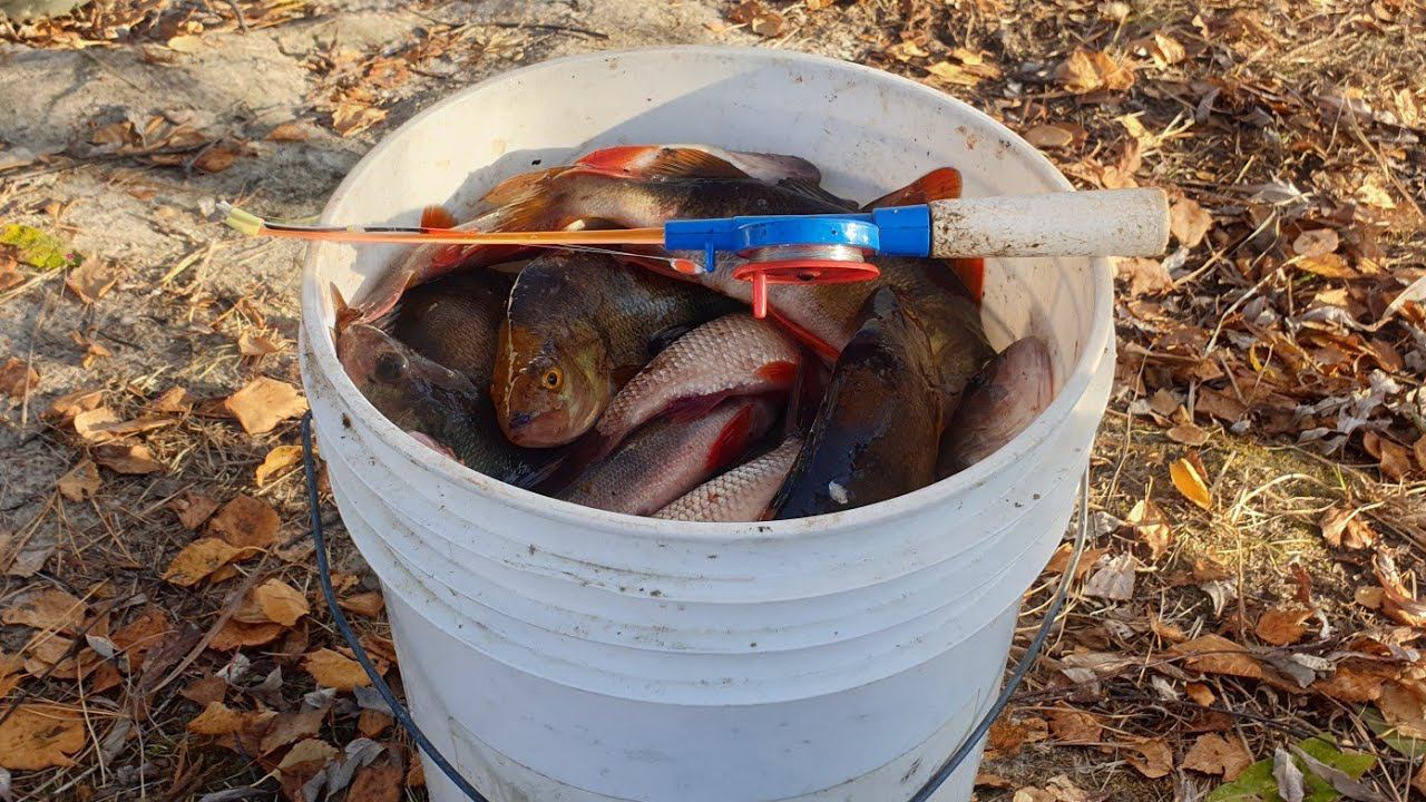 ЕСЛИ БЫ Я НЕ ВЗЯЛ ЕЕ С СОБОЙ НА РЫБАЛКУ,ОСТАЛСЯ БЫ БЕЗ РЫБЫ.ОНА СНОВА ВЫРУЧАЕТ .ГОРБАЧИ НА МОРМЫШКУ. смотреть онлайн