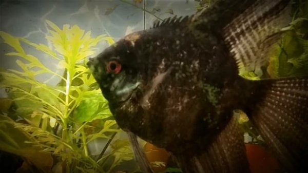 Скалярии. Внутривидовая борьба.