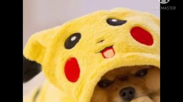 Видио для любителей животных) Милые картинки, которые поднимают настроение:) /?Хомо Шоу?/ смотреть онлайн