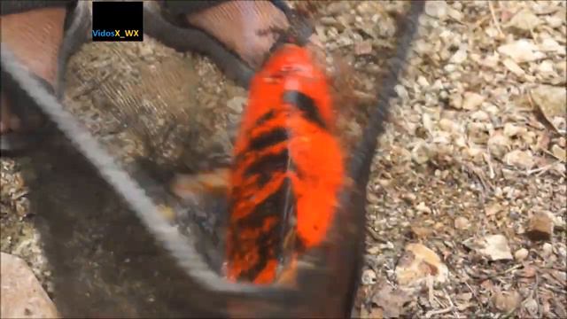 РЫбалка отдых на природе carpfishing смотреть онлайн