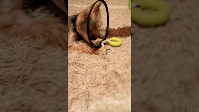 Арни грызёт игрушку смотреть онлайн
