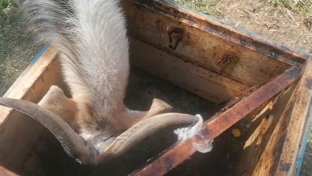 Козы тоже любят мед!!!#Чемкормитькоз смотреть онлайн