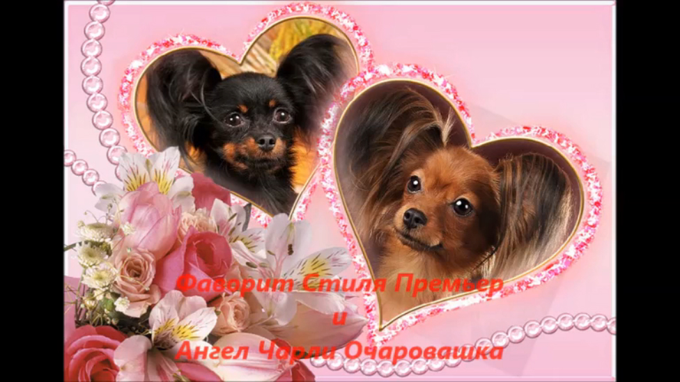 Шонка1