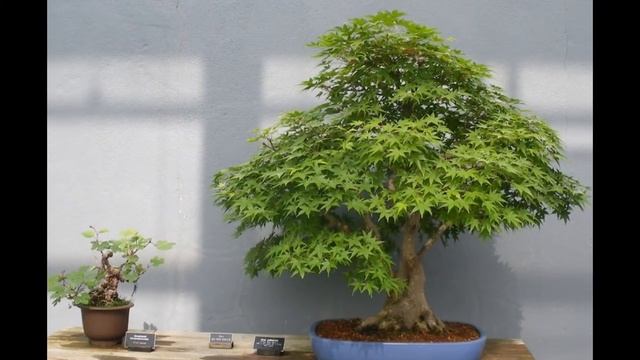 The choice for bonsai is Ampelopsis brevipedunculata смотреть онлайн