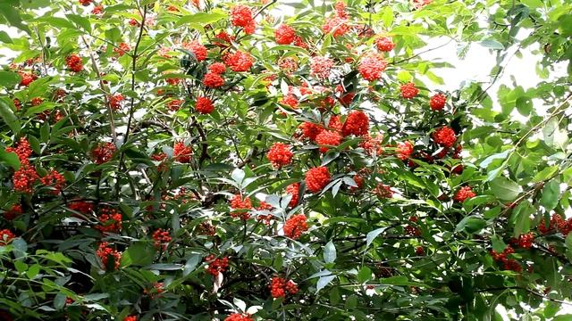 Writing Poems (Ludovico Einaudi)