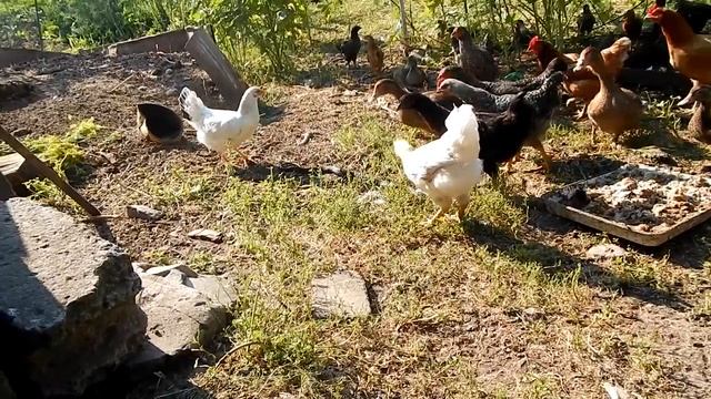 куры несушки против ужа смотреть онлайн