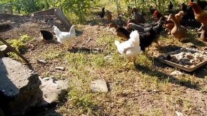 куры несушки против ужа