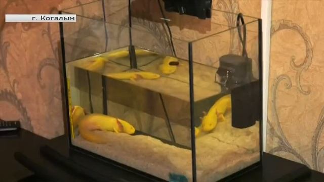 Мексиканский дракон поселился в Когалыме и чувствует себя замечательно смотреть онлайн