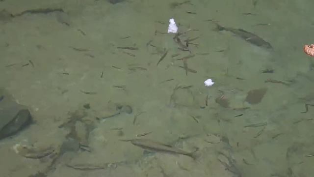 Рыбки едят хлеб. Река Восточный Дагомыс смотреть онлайн