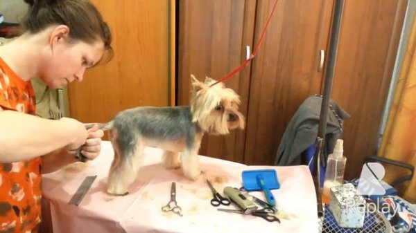 Grooming by Dmitrieva Olga