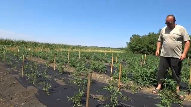 Новые удобрения серии Фитактив в действии