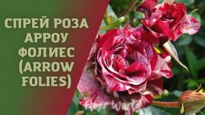 Спрей роза Арроу Фолиес (Arrow Folies).😍