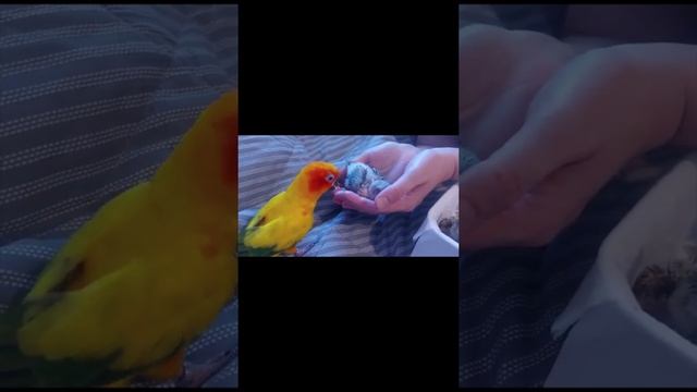 Солнечная Аратинга. Птенцы от 0 до 1 месяца смотреть онлайн