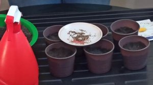 Как сеять многолетнюю ромашку на рассаду