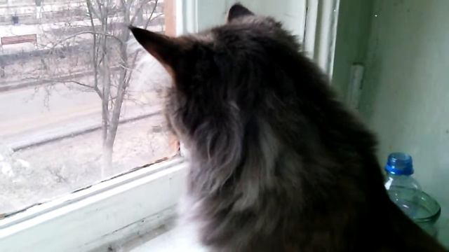 Cat And Bird Марфа наблюдает за птицами